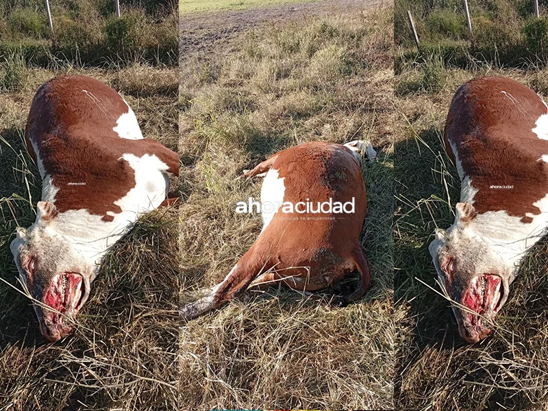 vaca mutilca